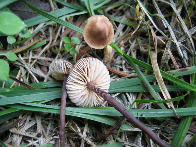 Macrocystidia cucumis